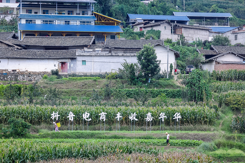 抖音电商丰收嘉年华kaiyun：洞见传统农企电商化升级金钥匙(图8)